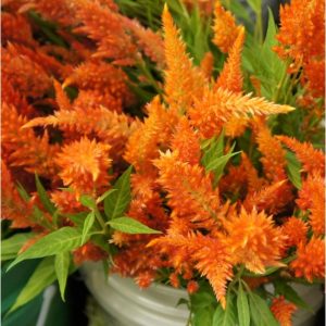 sementes de celosia plumosa laranja 2 10