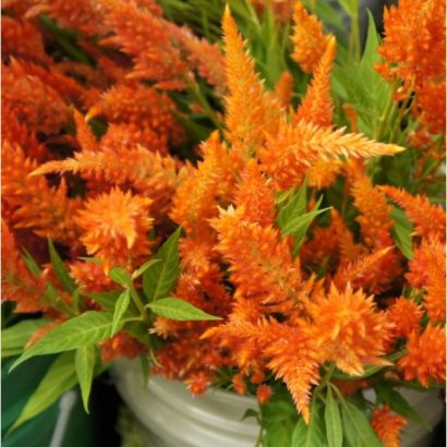 sementes de celosia plumosa laranja 2 10