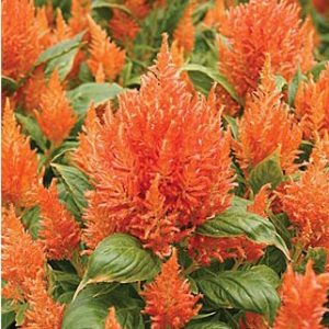 sementes de celosia plumosa laranja 2 11 e1495051026318