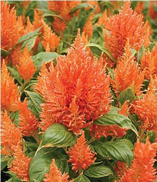 sementes de celosia plumosa laranja 2 11 e1495051026318