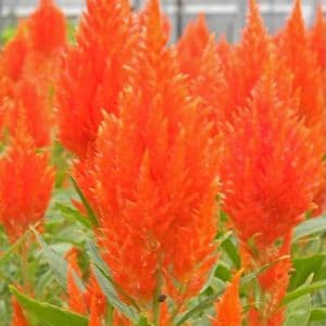 sementes de celosia plumosa laranja 2 2 e1495051470362