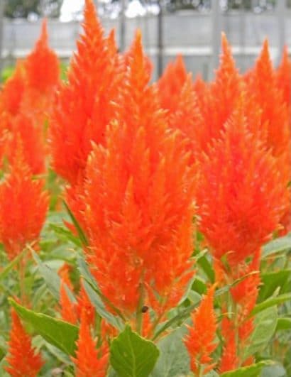 sementes de celosia plumosa laranja 2 2 e1495051470362