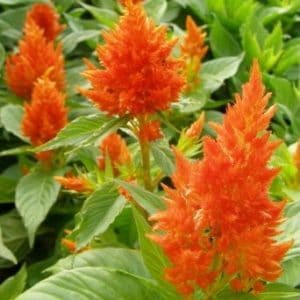 sementes de celosia plumosa laranja 2 3 e1495051437127