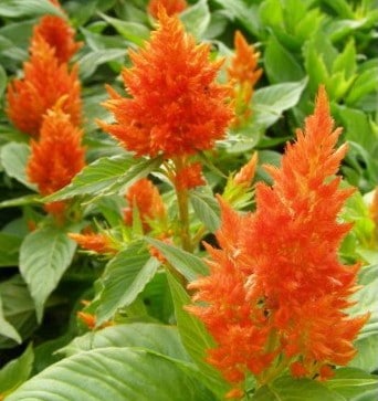 sementes de celosia plumosa laranja 2 3 e1495051437127