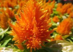 sementes de celosia plumosa laranja 2 4 e1495051400928