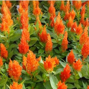 sementes de celosia plumosa laranja 2 5 e1495051349204