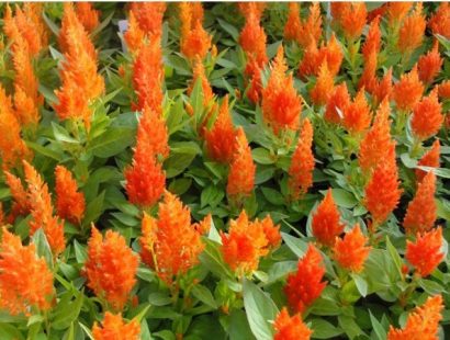 sementes de celosia plumosa laranja 2 5 e1495051349204