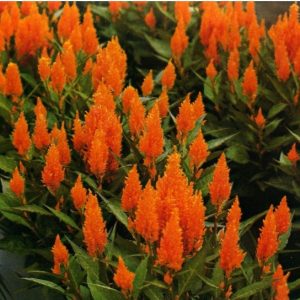 sementes de celosia plumosa laranja 2 6 e1495051327615