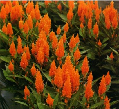 sementes de celosia plumosa laranja 2 6 e1495051327615