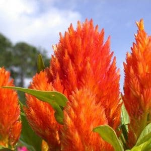 sementes de celosia plumosa laranja 2 7 e1495051296114