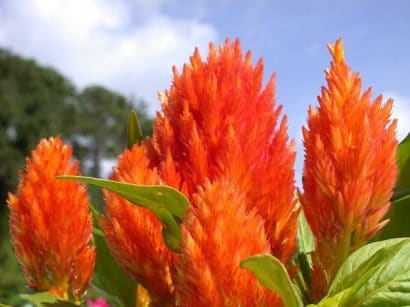 sementes de celosia plumosa laranja 2 7 e1495051296114