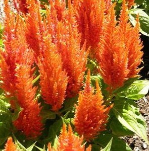 sementes de celosia plumosa laranja 2 8 e1495051246652