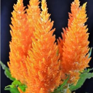 sementes de celosia plumosa laranja 2 9 e1495051190895