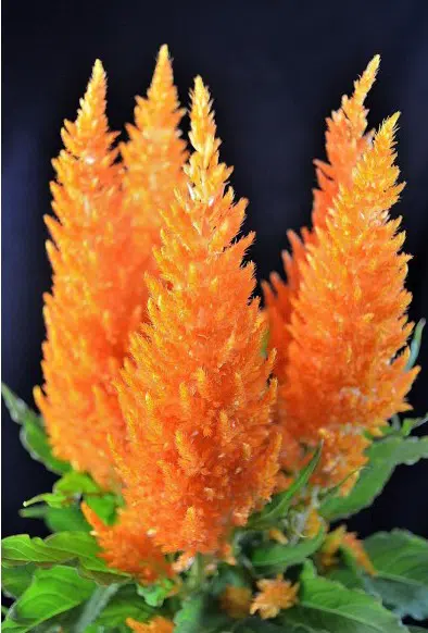 sementes de celosia plumosa laranja 2 9 e1495051190895