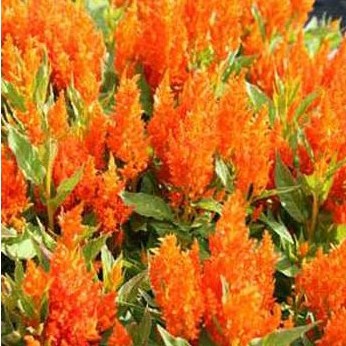sementes de celosia plumosa laranja 2 e1495051494102