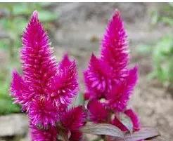 sementes de celosia plumosa rosa 2 2 e1495049787199