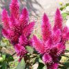 sementes de celosia plumosa rosa 2 3 e1495049735192