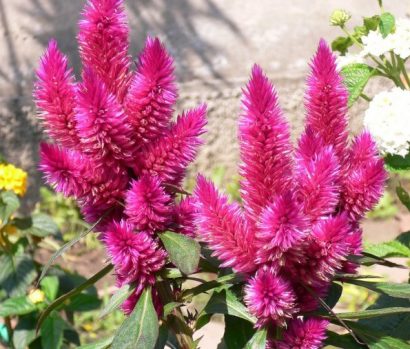 sementes de celosia plumosa rosa 2 3 e1495049735192