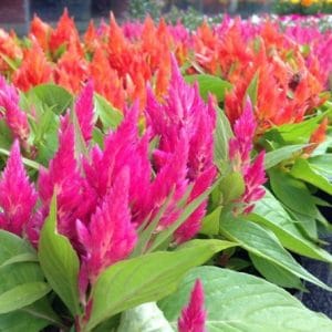 sementes de celosia plumosa rosa 2 4 e1495049710117