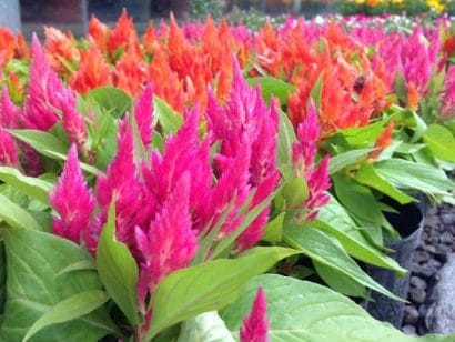 sementes de celosia plumosa rosa 2 4 e1495049710117