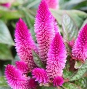 sementes de celosia plumosa rosa 2 5 e1495049688752