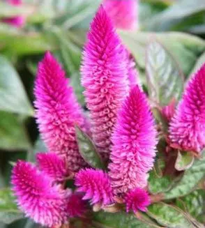 sementes de celosia plumosa rosa 2 5 e1495049688752