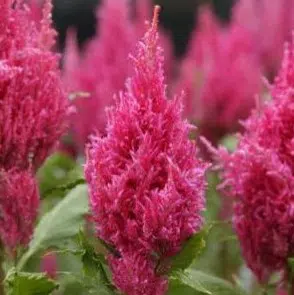 sementes de celosia plumosa rosa 2 6 e1495049662728