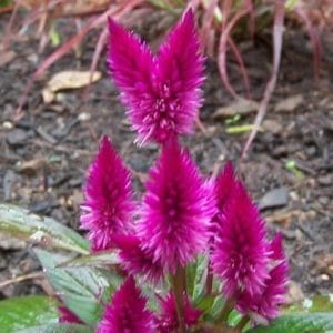 sementes de celosia plumosa rosa 2 7 e1495049636976