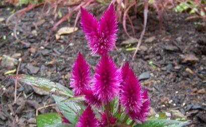 sementes de celosia plumosa rosa 2 7 e1495049636976