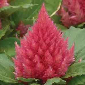 sementes de celosia plumosa rosa 2 8 e1495049615907