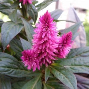 sementes de celosia plumosa rosa 2 9 e1495049594729