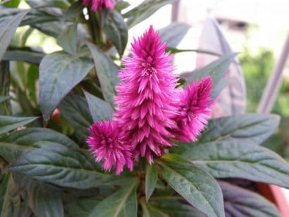 sementes de celosia plumosa rosa 2 9 e1495049594729