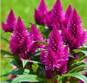 sementes de celosia plumosa rosa 4517 e1495049833378