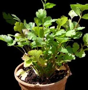 sementes de coentro organico 2 10 e1495127971257