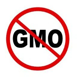 sementes de coentro organico 2 2 e1495129742502