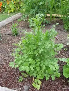 sementes de coentro organico 2 8 e1495128029937