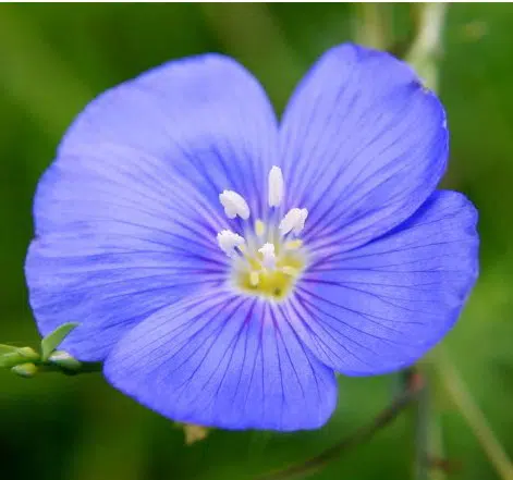 sementes de linho de jardim azul 2 2 e1494949629932