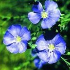 sementes de linho de jardim azul 2 e1494949654726