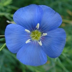 sementes de linho de jardim azul 7656 e1494949673992