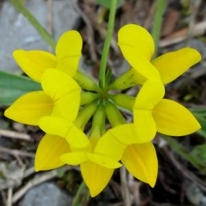 sementes de pe de trevo lotus corniculatus 2 10