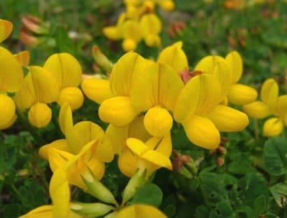 sementes de pe de trevo lotus corniculatus 2 11 e1495048898265