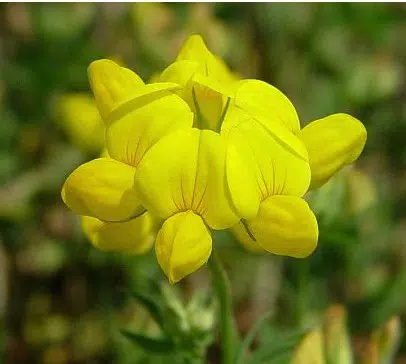 sementes de pe de trevo lotus corniculatus 2 12 e1495048880294