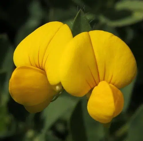 sementes de pe de trevo lotus corniculatus 2 13 e1495048857991