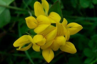 sementes de pe de trevo lotus corniculatus 2 15 e1495048787722