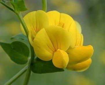 Sementes de Pé de Trevo (Lotus corniculatus)