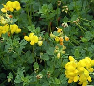 sementes de pe de trevo lotus corniculatus 2 17 e1495048738855