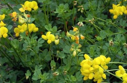 sementes de pe de trevo lotus corniculatus 2 17 e1495048738855