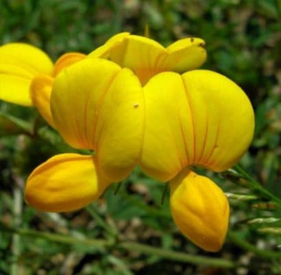 sementes de pe de trevo lotus corniculatus 2 18 e1495048718711