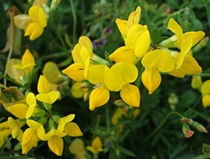 sementes de pe de trevo lotus corniculatus 2 19 e1495048695647