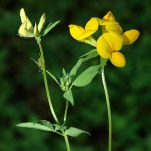 sementes de pe de trevo lotus corniculatus 2 2 e1495049094608